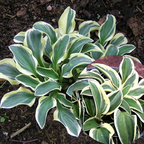 Hosta 'Funny Mouse' - Hosta 'Funny Mouse' C1/1L